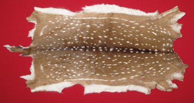 Picture of this lot Tanned Axis Deer Hides, Furs, Pelts, Skins