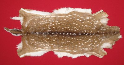Picture of this lot Tanned Axis Deer Hides, Furs, Pelts, Skins