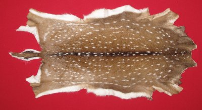 Picture of this lot Tanned Axis Deer Hides, Furs, Pelts, Skins