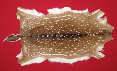Picture of this lot Tanned Axis Deer Hides, Furs, Pelts, Skins