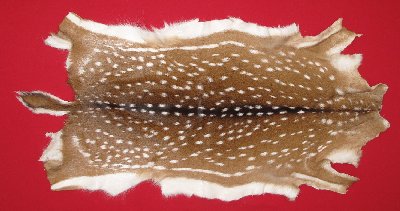 Picture of this lot Tanned Axis Deer Hides, Furs, Pelts, Skins