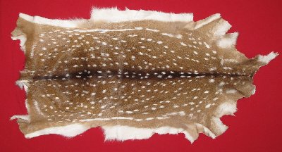 Picture of this lot Tanned Axis Deer Hides, Furs, Pelts, Skins