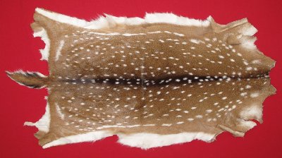 Picture of this lot Tanned Axis Deer Hides, Furs, Pelts, Skins
