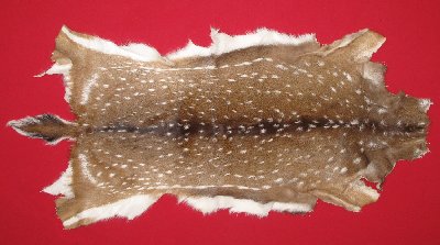 Picture of this lot Tanned Axis Deer Hides, Furs, Pelts, Skins