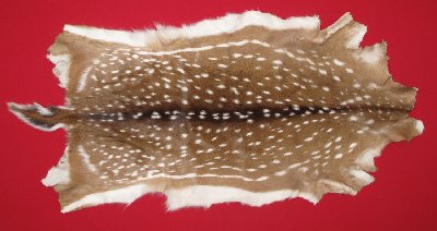Picture of this lot Tanned Axis Deer Hides, Furs, Pelts, Skins