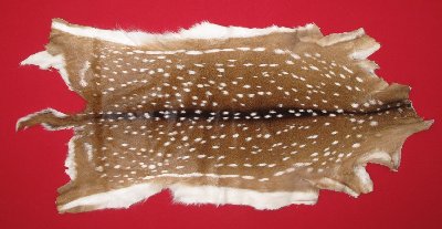 Picture of this lot Tanned Axis Deer Hides, Furs, Pelts, Skins
