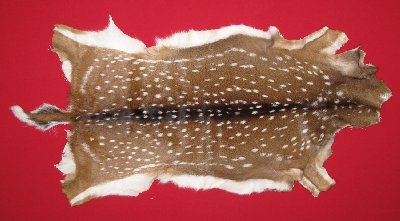 Picture of this lot Tanned Axis Deer Hides, Furs, Pelts, Skins