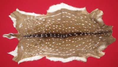 Picture of this lot Tanned Axis Deer Hides, Furs, Pelts, Skins