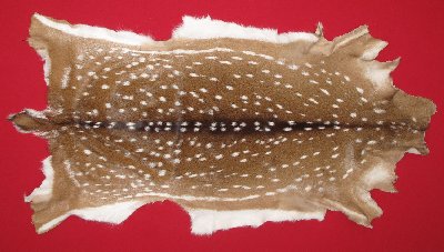 Picture of this lot Tanned Axis Deer Hides, Furs, Pelts, Skins