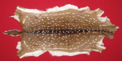 Picture of this lot Tanned Axis Deer Hides, Furs, Pelts, Skins