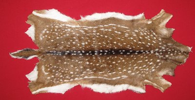 Picture of this lot Tanned Axis Deer Hides, Furs, Pelts, Skins