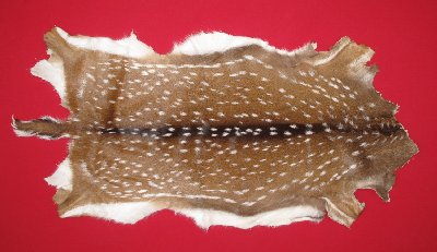 Picture of this lot Tanned Axis Deer Hides, Furs, Pelts, Skins