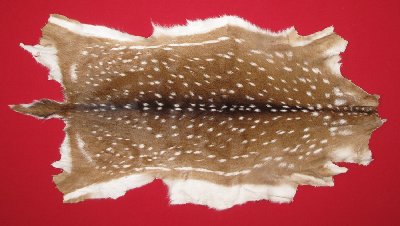 Picture of this lot Tanned Axis Deer Hides, Furs, Pelts, Skins