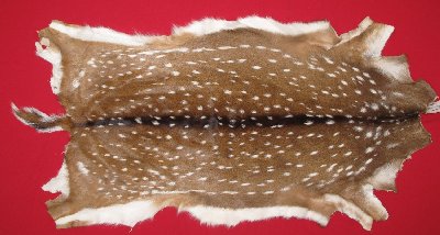 Picture of this lot Tanned Axis Deer Hides, Furs, Pelts, Skins