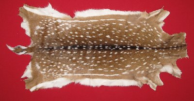 Picture of this lot Tanned Axis Deer Hides, Furs, Pelts, Skins