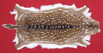 Picture of this lot Tanned Axis Deer Hides, Furs, Pelts, Skins