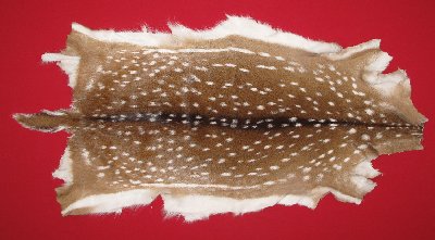 Picture of this lot Tanned Axis Deer Hides, Furs, Pelts, Skins