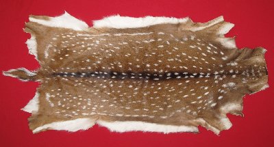 Picture of this lot Tanned Axis Deer Hides, Furs, Pelts, Skins
