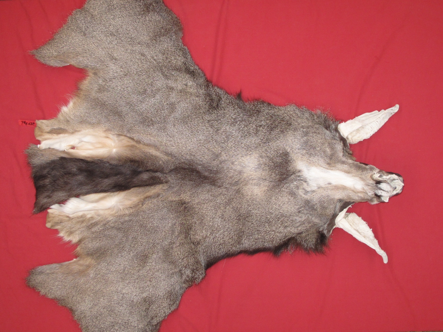 Tanned Furs MULE DEER CAPES (63800081)