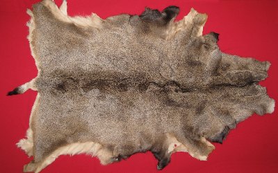Picture of this lot Tanned Mule Deer Hides, Furs, Pelts, Skins