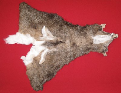 Picture of this lot Tanned Taxidermy White Tail Deer Capes