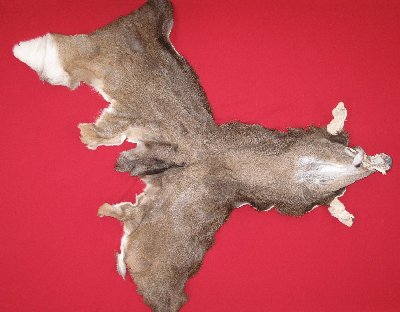 Picture of this lot Tanned Taxidermy White Tail Deer Capes