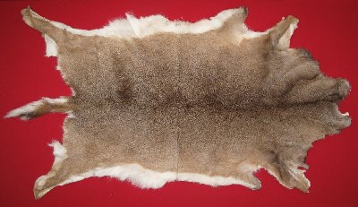 Picture of this lot Tanned White Tail Deer Hides, Furs, Pelts, Skins