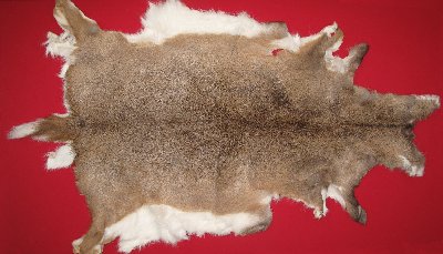 Picture of this lot Tanned White Tail Deer Hides, Furs, Pelts, Skins