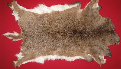 Picture of this lot Tanned White Tail Deer Hides, Furs, Pelts, Skins
