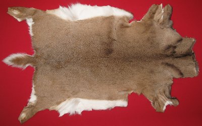 Picture of this lot Tanned White Tail Deer Hides, Furs, Pelts, Skins