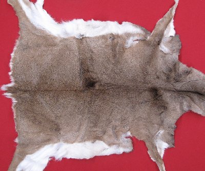 Picture of this lot Tanned White Tail Deer Hides, Furs, Pelts, Skins