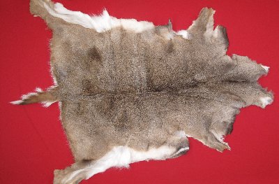 Picture of this lot Tanned White Tail Deer Hides, Furs, Pelts, Skins