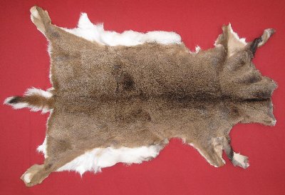 Picture of this lot Tanned White Tail Deer Hides, Furs, Pelts, Skins