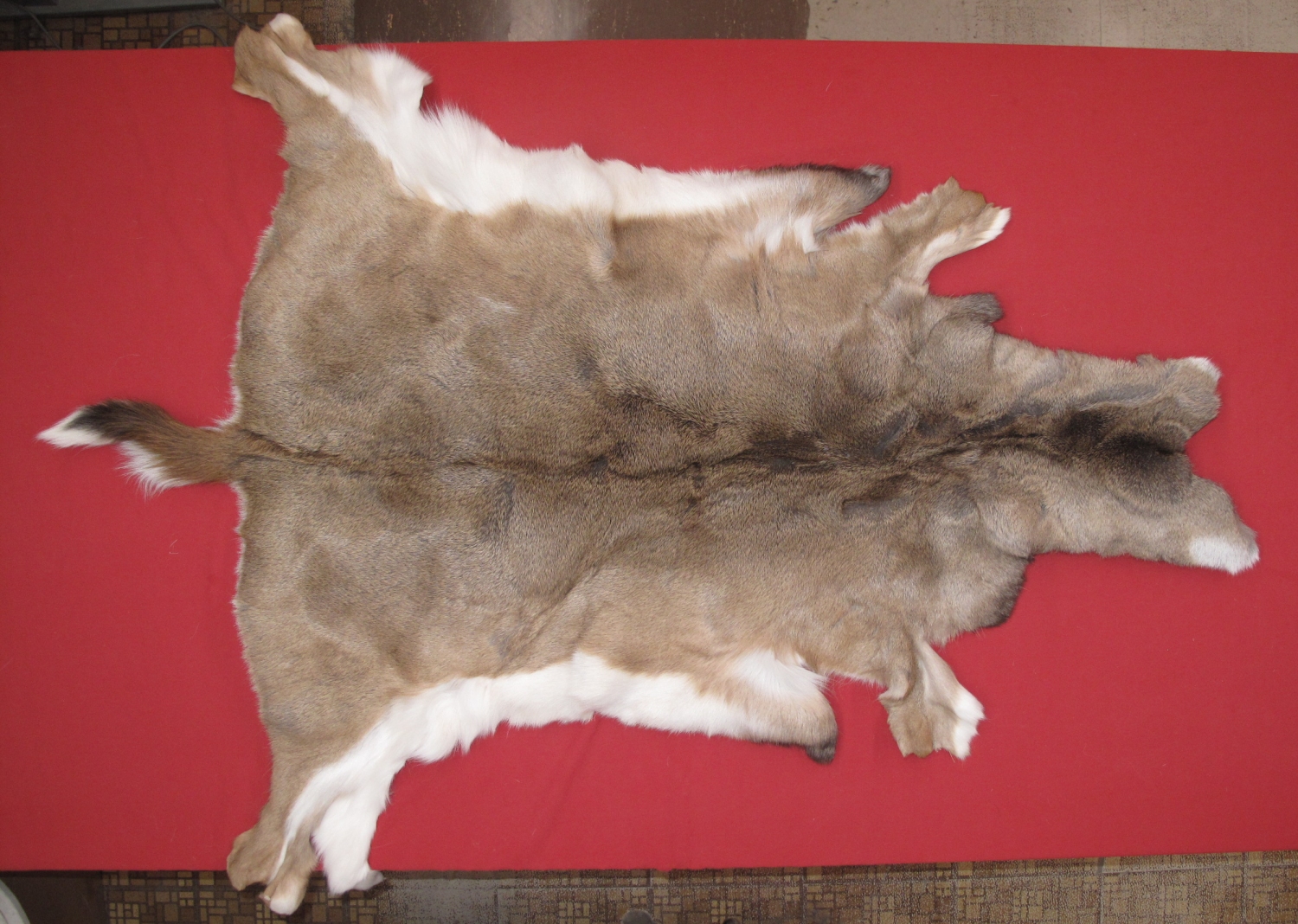 thumbnail image 2 of Tanned XXX Large Raccoon Hides – 37 To 40 Inches Tip To Tip – Slightly Damaged – Black ID 2 of 6