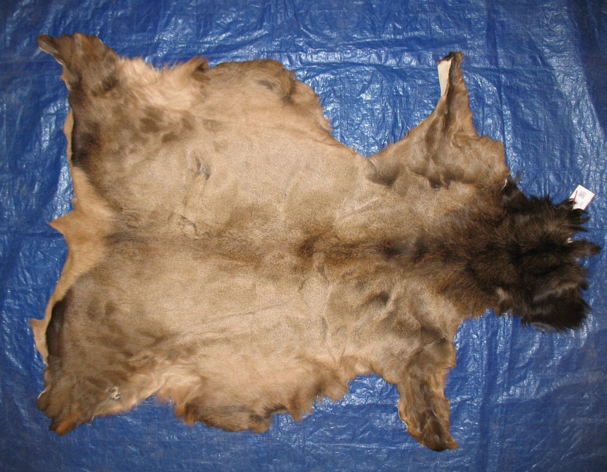 Tanned Furs ELK HIDES (64120298)