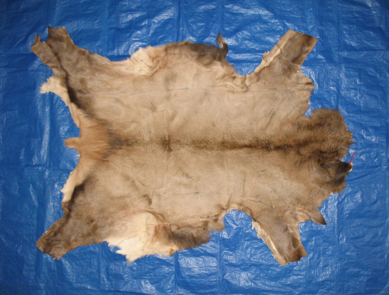 Tanned Furs ELK HIDES (64120312)