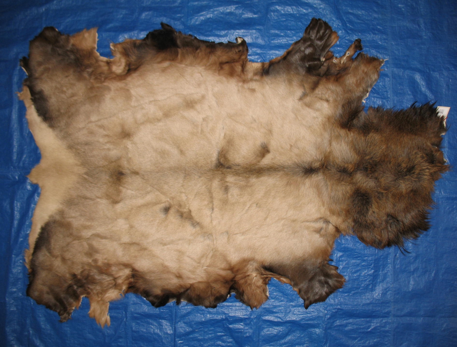 Tanned Furs ELK HIDES (64120317)
