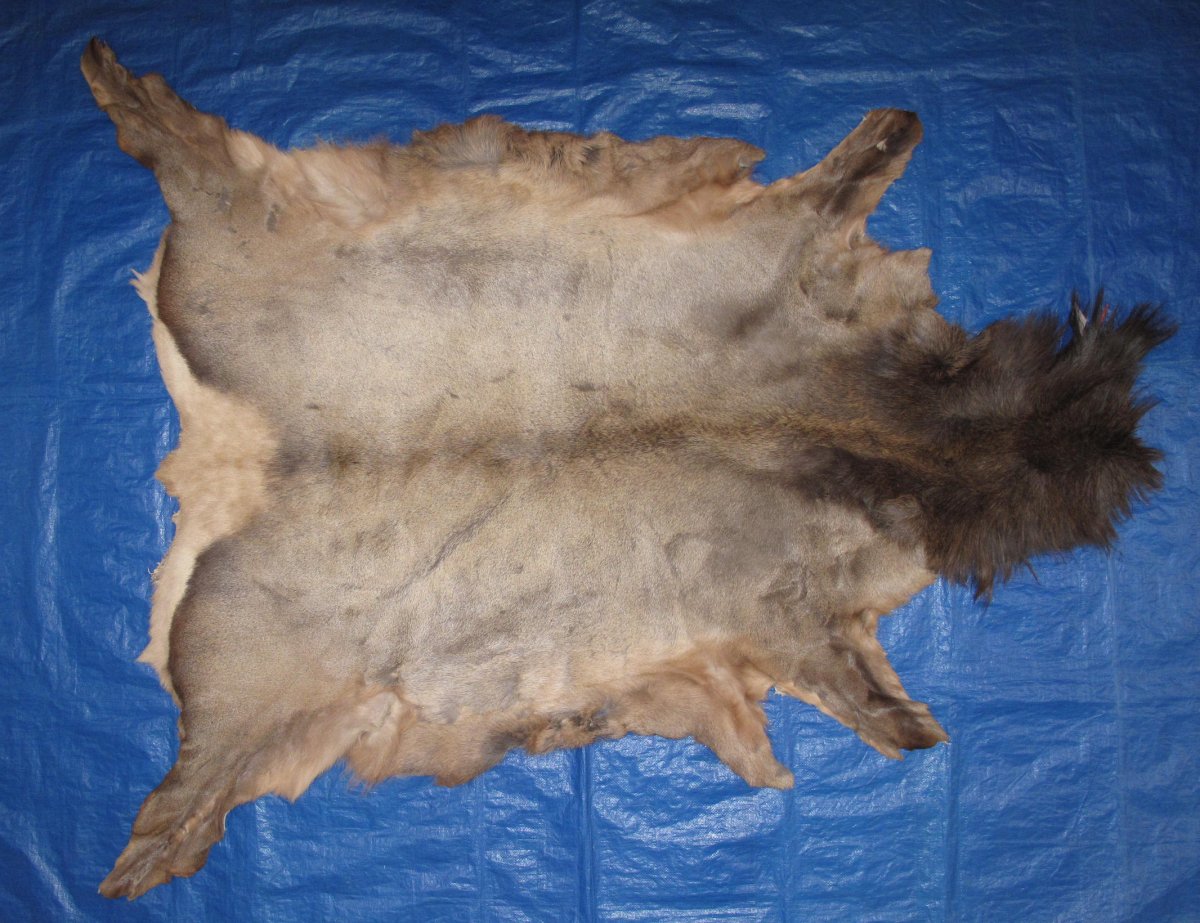 Tanned Furs ELK HIDES (64120349)