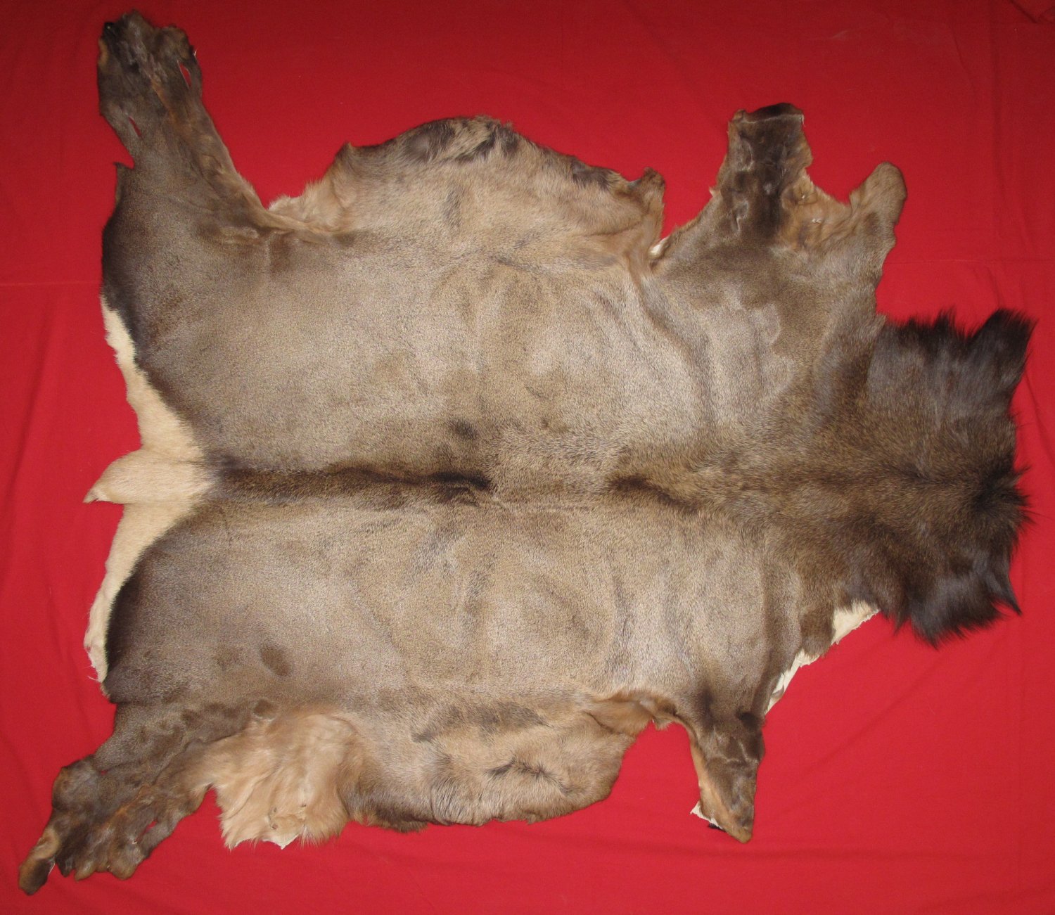 Tanned Furs ELK HIDES (64120418)