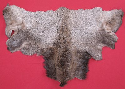 Picture of this lot Tanned Elk Hides, Furs, Pelts, Skins