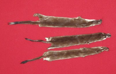 Picture of this lot Tanned Ermine / Weasel Hides, Furs, Pelts, Skins