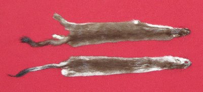 Picture of this lot Tanned Ermine / Weasel Hides, Furs, Pelts, Skins