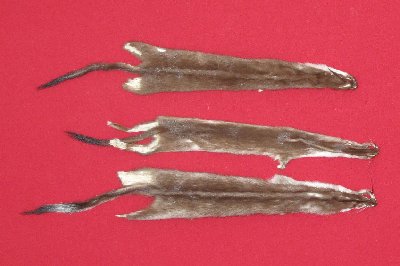 Picture of this lot Tanned Ermine / Weasel Hides, Furs, Pelts, Skins