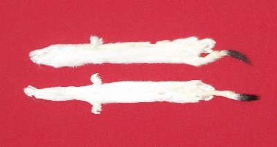 Picture of this lot Tanned Ermine / Weasel Hides, Furs, Pelts, Skins