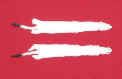 Picture of this lot Tanned Ermine / Weasel Hides, Furs, Pelts, Skins