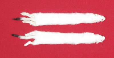 Picture of this lot Tanned Ermine / Weasel Hides, Furs, Pelts, Skins