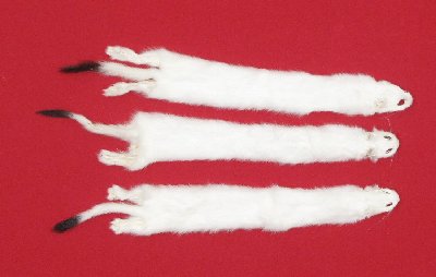 Picture of this lot Tanned Ermine / Weasel Hides, Furs, Pelts, Skins