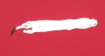 Picture of this lot Tanned Ermine / Weasel Hides, Furs, Pelts, Skins