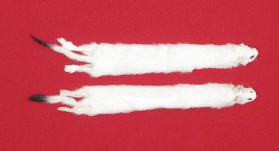 Picture of this lot Tanned Ermine / Weasel Hides, Furs, Pelts, Skins