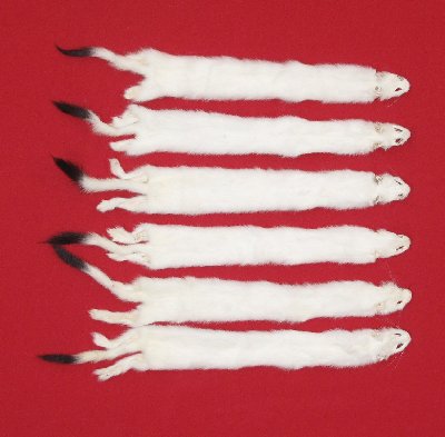 Picture of this lot Tanned Ermine / Weasel Hides, Furs, Pelts, Skins